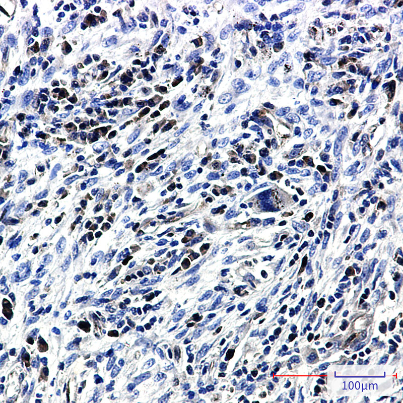 4 - Caspase 3 Rabbit mAb AP74938