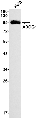 1 - ABCG1 Rabbit mAb AP74944
