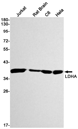 1 - Lactate Dehydrogenase A Rabbit mAb AP74949