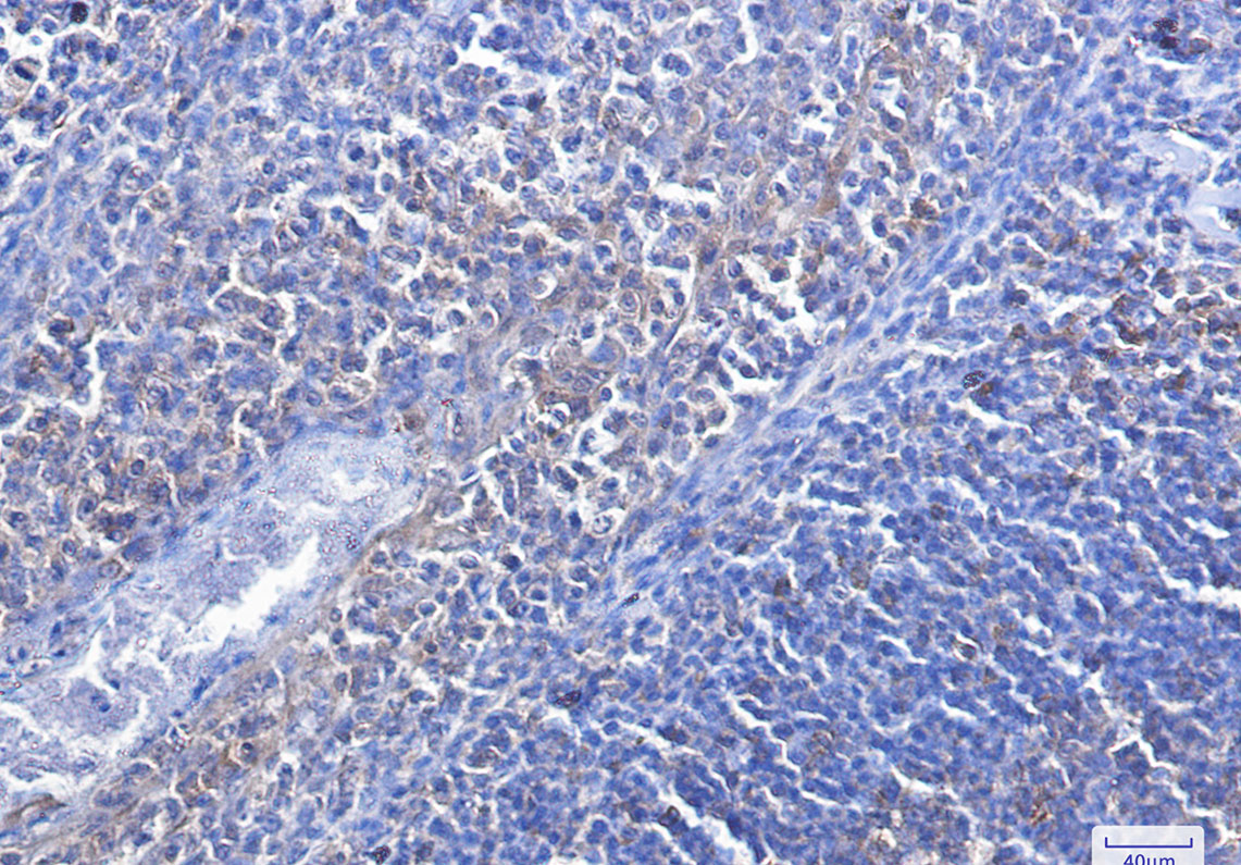 2 - Caspase 3 Rabbit mAb AP74990