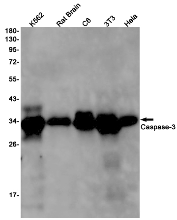 1 - Caspase 3 Rabbit mAb AP74990