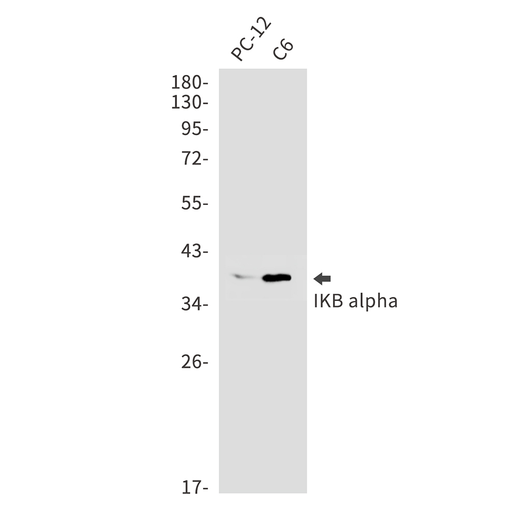 1 - IKB alpha Rabbit mAb AP74997