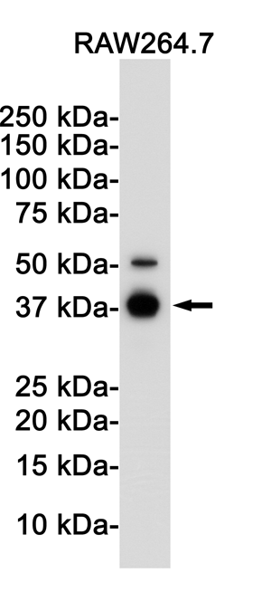 2 - IKB alpha Rabbit mAb AP74997