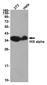 4 - IKB alpha Rabbit mAb AP74997
