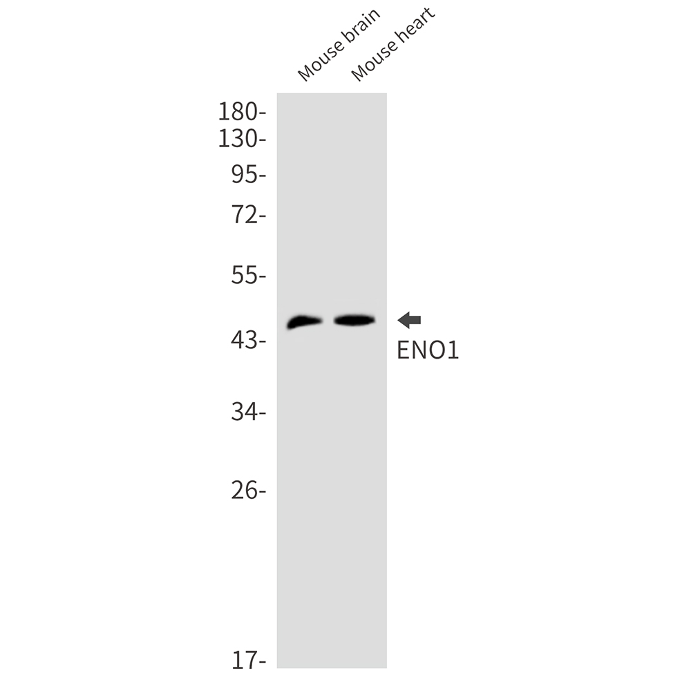 1 - ENO1 Rabbit mAb AP75001