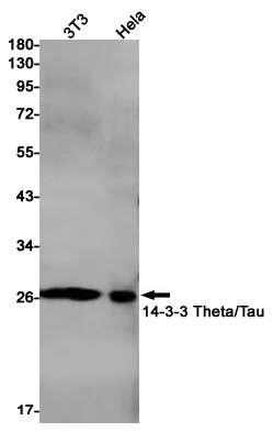 4 - 14-3-3 theta Rabbit mAb AP75017