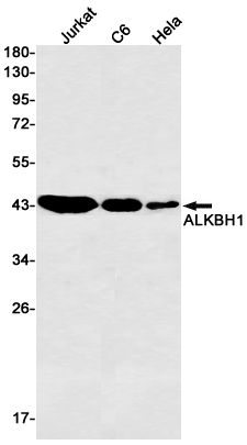 5 - ALKBH1 Rabbit mAb AP75054