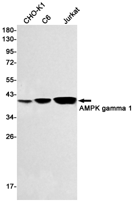 1 - AMPK gamma 1 Rabbit mAb AP75072