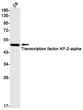 1 - Transcription factor AP-2-alpha Rabbit mAb AP75083