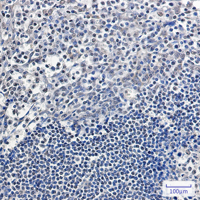 8 - APE1 Rabbit mAb AP75088