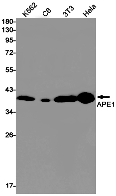 1 - APE1 Rabbit mAb AP75088
