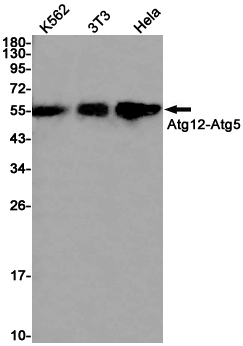 1 - ATG12 Rabbit mAb AP75089