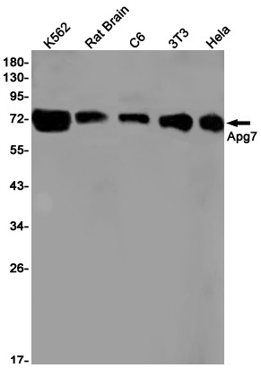 1 - ATG7 Rabbit mAb AP75091