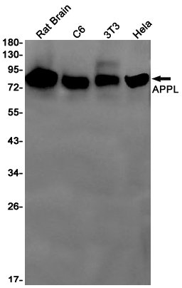 1 - APPL Rabbit mAb AP75094