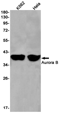 1 - Aurora B Rabbit mAb AP75131