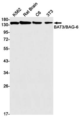 1 - BAT3 Rabbit mAb AP75146