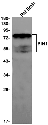 8 - BIN1 Rabbit mAb AP75157