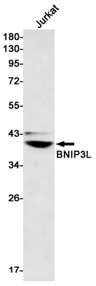 1 - BNIP3L Rabbit mAb AP75162