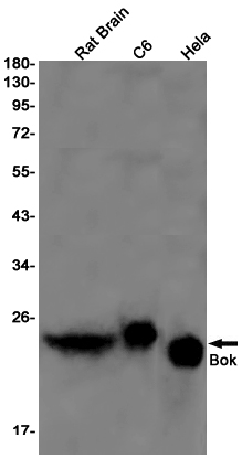 1 - Bok Rabbit mAb AP75163