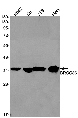 1 - BRCC36 Rabbit mAb AP75167