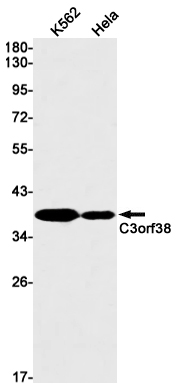 1 - C3orf38 Rabbit mAb AP75175