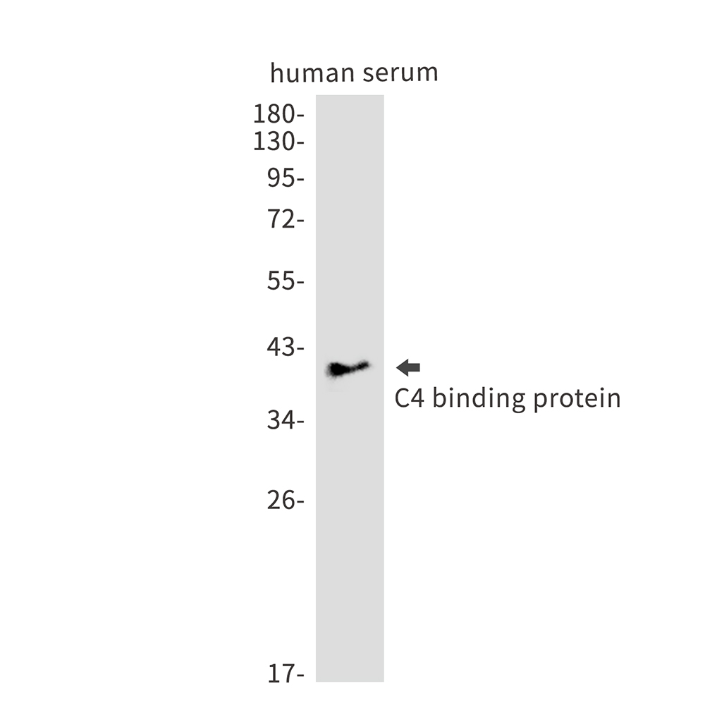 1 - C4BPB Rabbit mAb AP75176