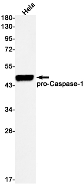 1 - Caspase 1 Rabbit mAb AP75191