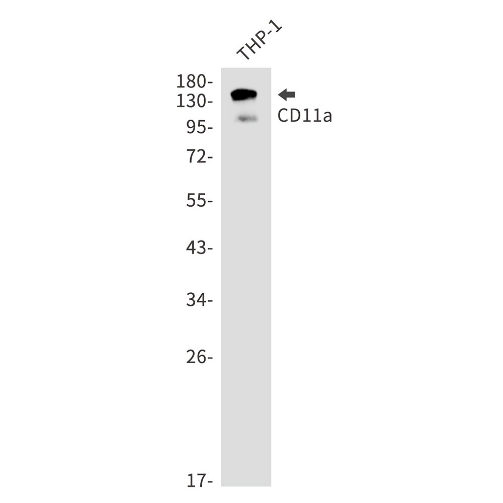 1 - CD11a Rabbit mAb AP75209