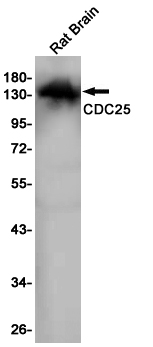 1 - CDC25 Rabbit mAb AP75238