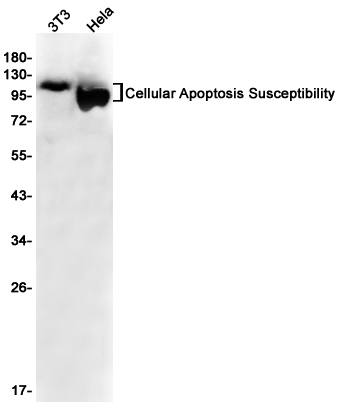 1 - Exportin 2 Rabbit mAb AP75254