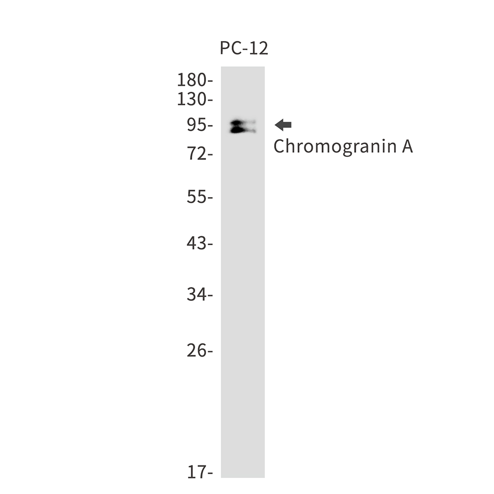 1 - Chromogranin A Rabbit mAb AP75263