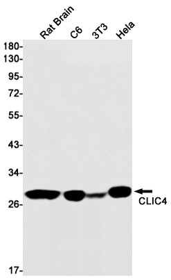 1 - CLIC4 Rabbit mAb AP75271