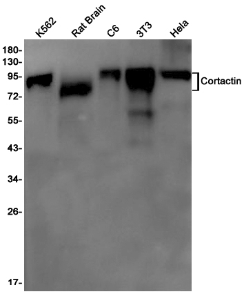 1 - Cortactin Rabbit mAb AP75280