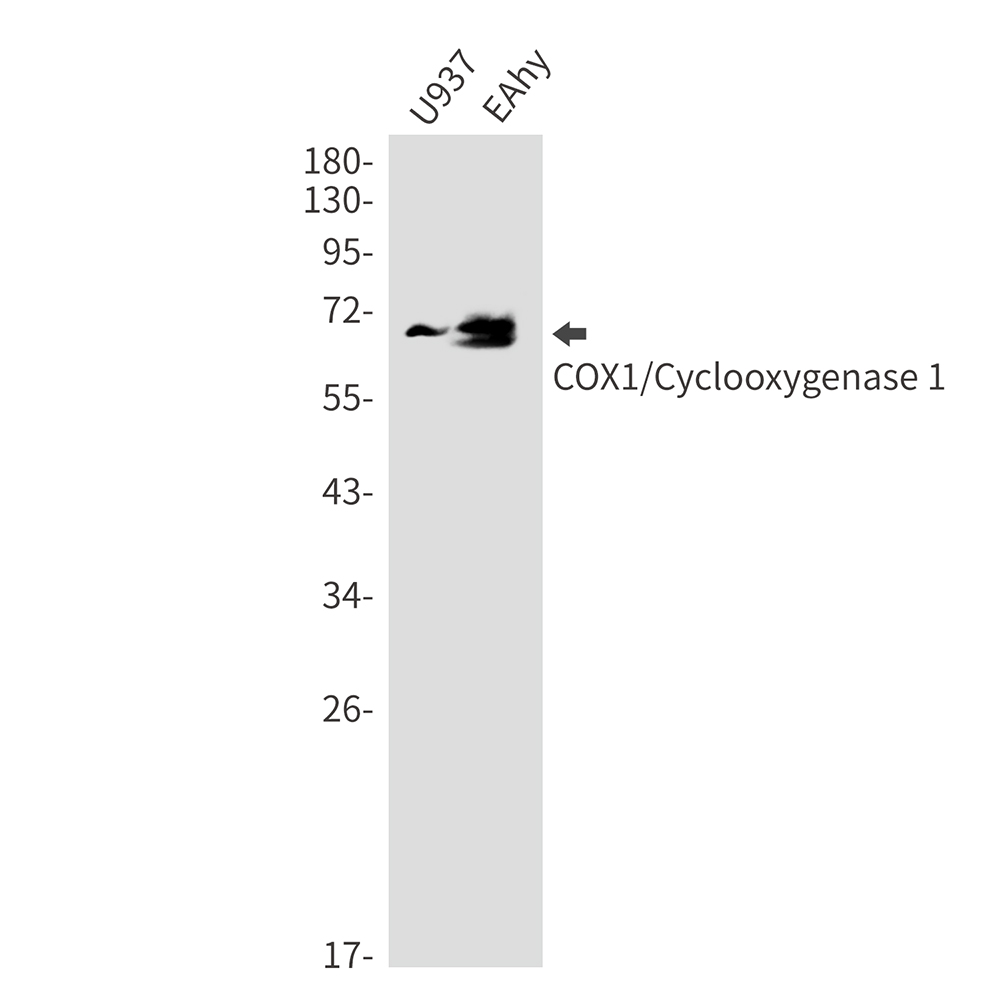1 - Cyclooxygenase 1 Rabbit mAb AP75281
