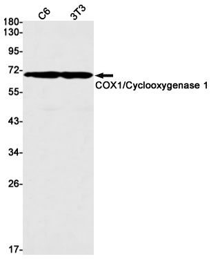 2 - Cyclooxygenase 1 Rabbit mAb AP75281