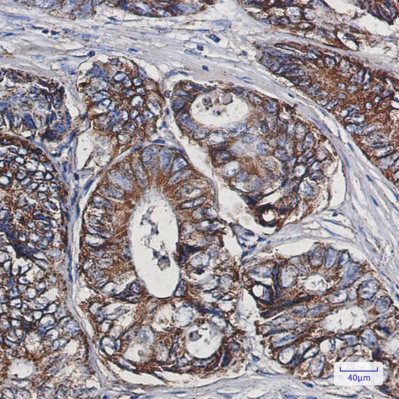 8 - EPF Rabbit mAb AP75286