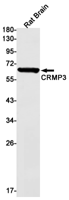 1 - CRMP3 Rabbit mAb AP75294