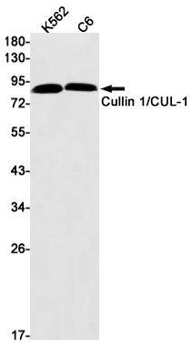 8 - Cullin 1 Rabbit mAb AP75302