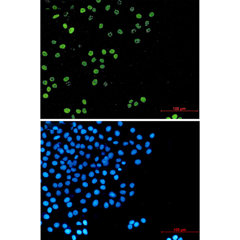 8 - Cyclin A2 Rabbit mAb AP75312