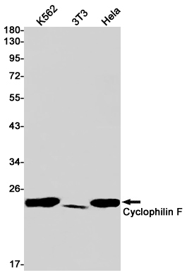 2 - Cyclophilin F Rabbit mAb AP75319