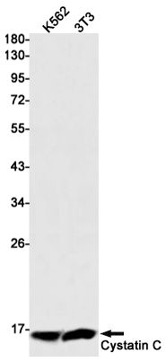 2 - Cystatin C Rabbit mAb AP75322