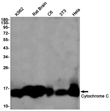 2 - Cytochrome C Rabbit mAb AP75324