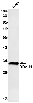 1 - DDAH1 Rabbit mAb AP75346