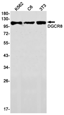 8 - DGCR8 Rabbit mAb AP75355
