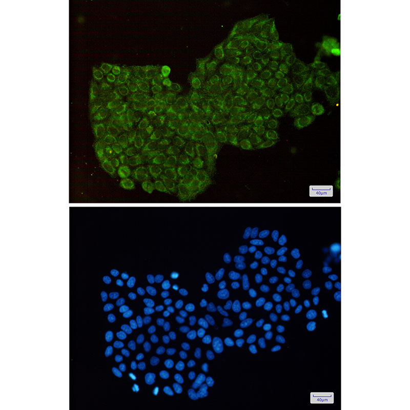 2 - DPD Rabbit mAb AP75372