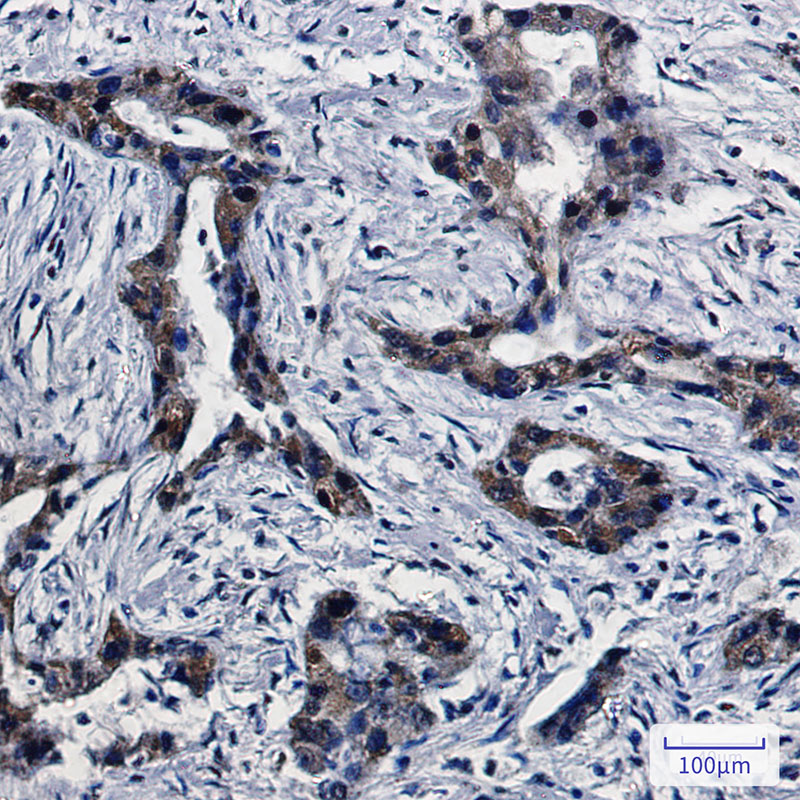 8 - DPD Rabbit mAb AP75372