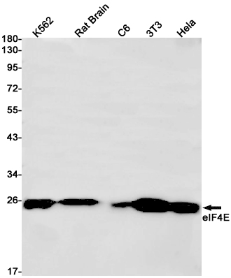 8 - eIF4E Rabbit mAb AP75393