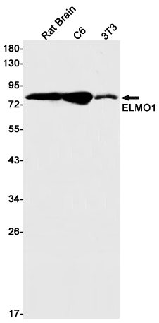 4 - ELMO1 Rabbit mAb AP75396