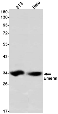 1 - Emerin Rabbit mAb AP75398