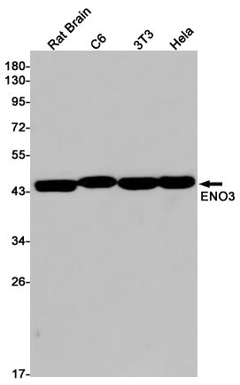 1 - ENO3 Rabbit mAb AP75400